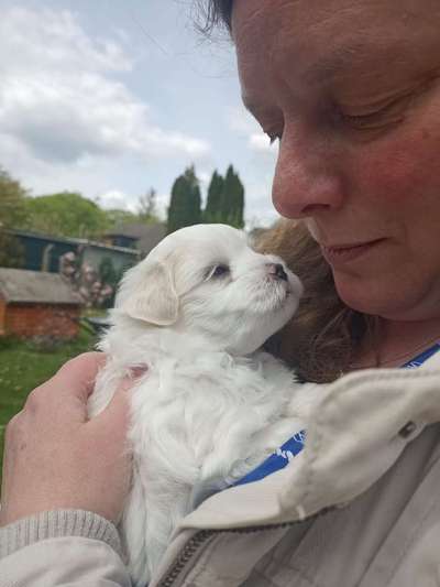 Vom Welpen zum Hund-Beitrag-Bild