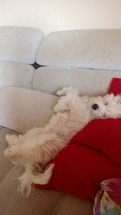 Dogorama Photo Challenge - Zeigt her eure Bäuche-Beitrag-Bild