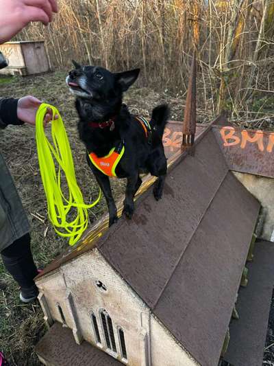 Hundetreffen-Gassi Runde ohne direkten Kontakt-Bild