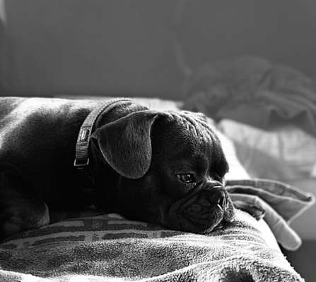 Französische Bulldoggen-Beitrag-Bild