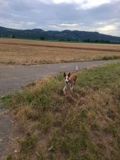 Hundetreffen-Weschnitzrunde für Schüchterne-Bild