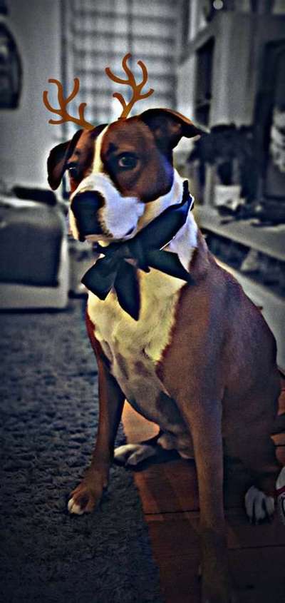 Deutsche Boxer-Beitrag-Bild