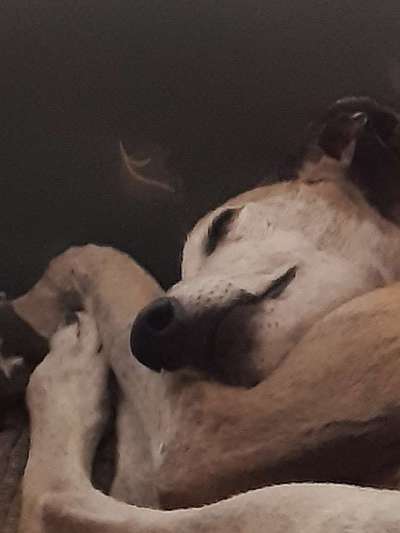 Fotosammlung: ,,Der natürliche Hund" Unbearbeitet, ungestellt und in Natura-Beitrag-Bild