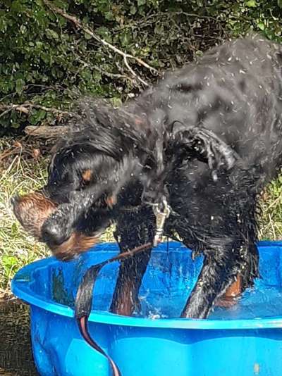 Fotosammlung: ,,Der natürliche Hund" Unbearbeitet, ungestellt und in Natura-Beitrag-Bild