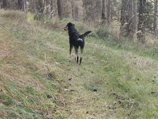 Club der Rumänen (Alle Hunde aus dem rumänischen Tierschutz, wo seid Ihr?)-Beitrag-Bild