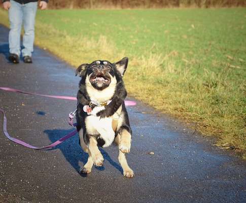 lustige Hunde Fotos-Beitrag-Bild
