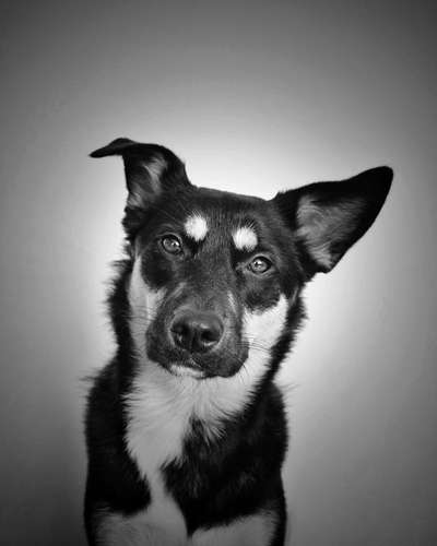 Black dogs are beautiful-Beitrag-Bild