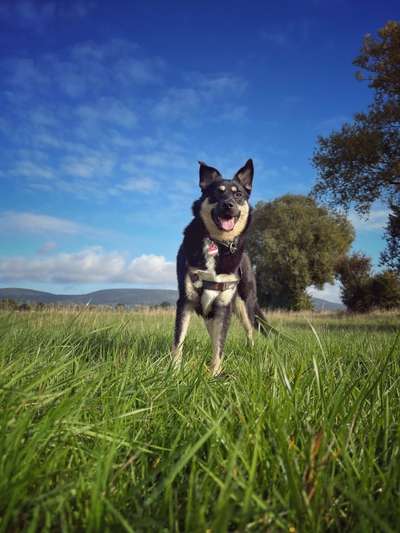 Zeigt her eure Junghunde :)-Beitrag-Bild