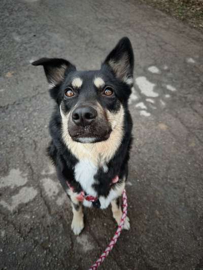 Auslandstierschutz-Beitrag-Bild