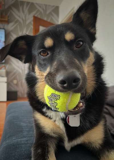 Zeigt mir die tollste Nahaufnahme von eurer Fellnase-Beitrag-Bild