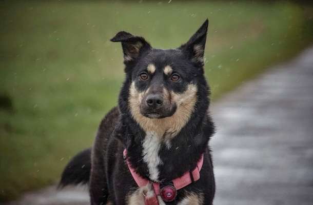 Zeigt mir eure Schäferhund Mischlinge :-)-Beitrag-Bild