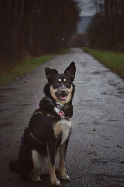 Black dogs are beautiful-Beitrag-Bild