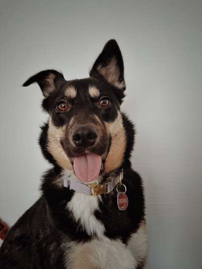 Black dogs are beautiful-Beitrag-Bild