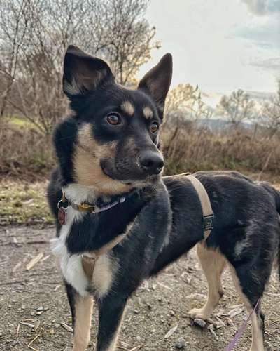 Schäferhund-Beitrag-Bild