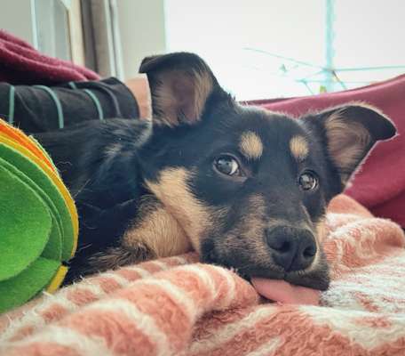 Zeigt euren Hund wo er was lustiges macht als Welpe-Beitrag-Bild