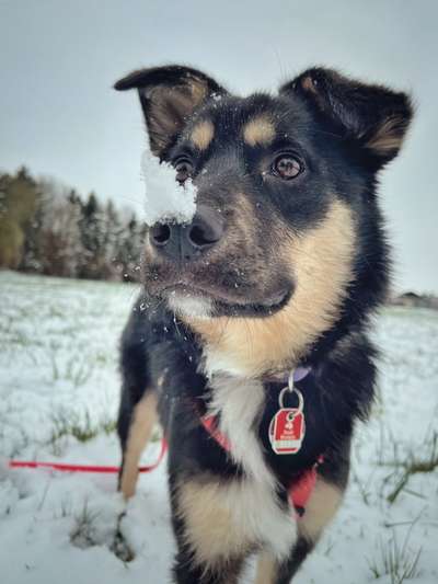 Schnee Foto-Beitrag-Bild