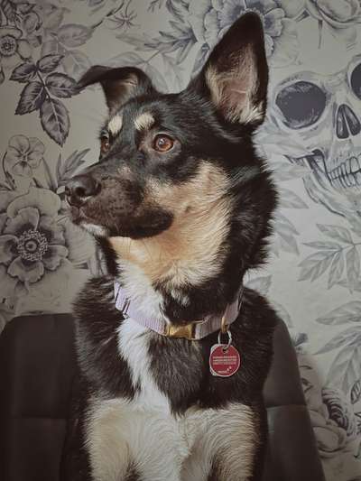 Black dogs are beautiful-Beitrag-Bild