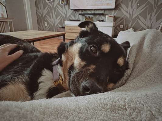 Vertrauen zwischen Hund und Halter-Beitrag-Bild