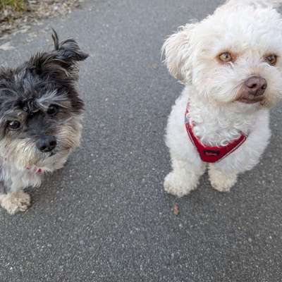 Hundetreffen-Spielrunden-Bild