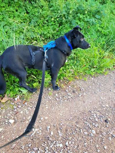 TierschutzhundeStammtisch🐕-Beitrag-Bild