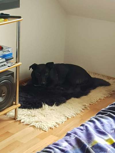 TierschutzhundeStammtisch🐕-Beitrag-Bild