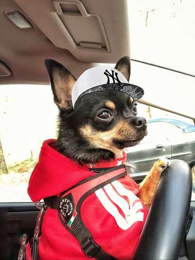 FOTOCHALLENGE 70 - Dein Hund im Auto-Beitrag-Bild