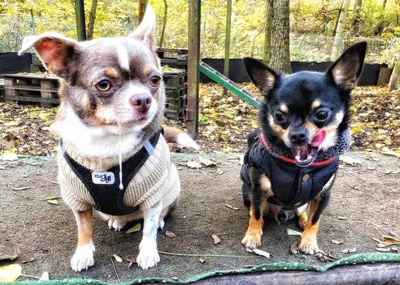 FOTOCHALLENGE 68: Dein Hund und sein bester Freund-Beitrag-Bild