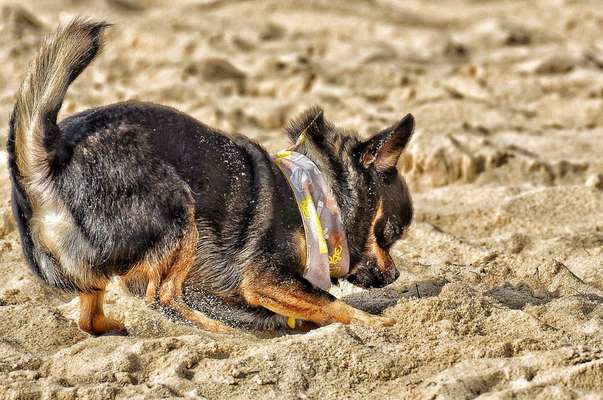 FOTOCHALLENGE 72 - Glücklicher Hund im Schmuddel-Look-Beitrag-Bild