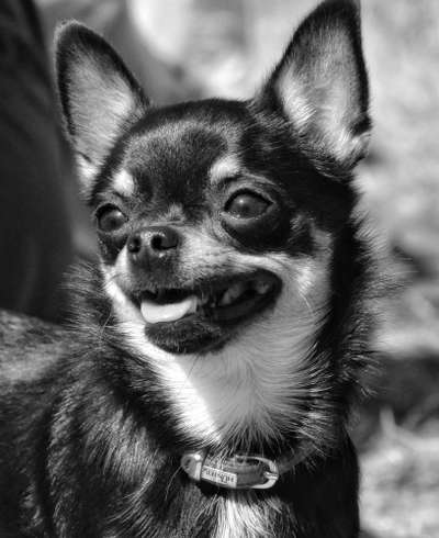 Foto-Challenge 76: Foto in Schwarz-Weiss-Beitrag-Bild