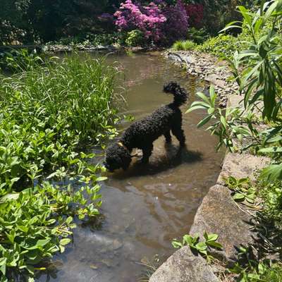 Hundetreffen-Hundefreunde gesucht für gemeinsame Spaziergänge und Trainingseinheiten-Bild