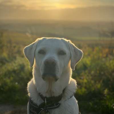 Hundetreffen-Gassi - Treffen-Bild