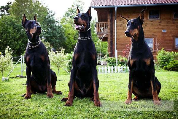 Die Dogorama Wochen Challenge "Friends will be Friends"-Beitrag-Bild