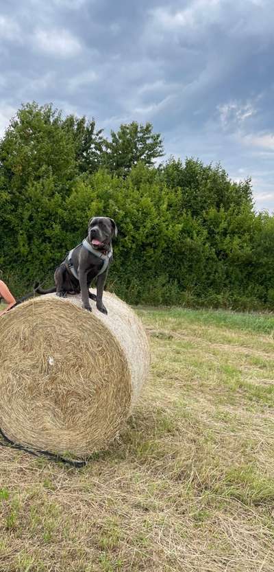 Hundetreffen-Begegnungstraining und spielen-Bild