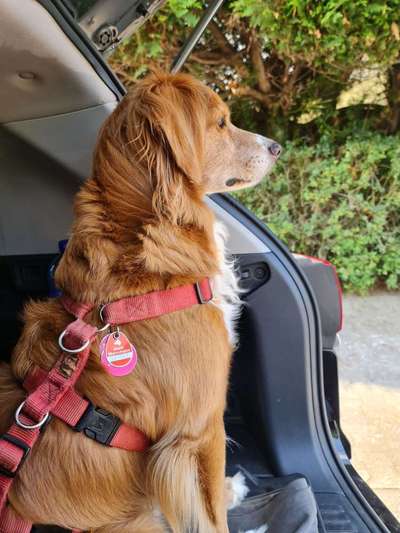 Nova Scotia Duck Tolling Retriever-Beitrag-Bild