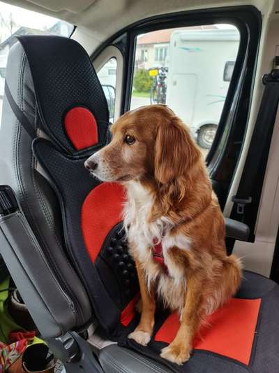 Nova Scotia Duck Tolling Retriever-Beitrag-Bild