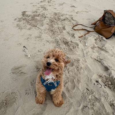 Hundetreffen-Spielrunde in PB 🎾-Bild