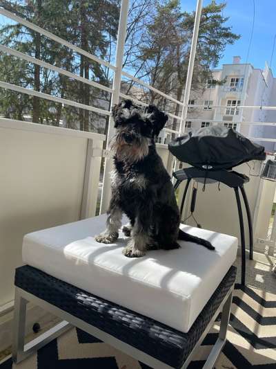 Challenge 23 : "  Euer Hund beim Frühlingserwachen "-Beitrag-Bild