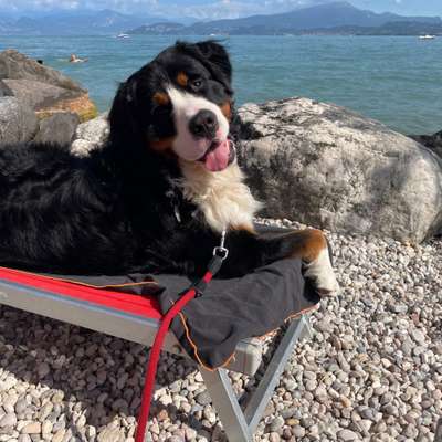 Hundetreffen-Spiel und Gassi Runde - Magarethenhöhe-Profilbild