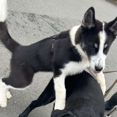 Hundetreffen-Husky treffen-Bild