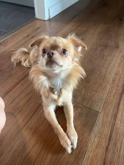Hundetreffen-Chihuahua treffen-Bild