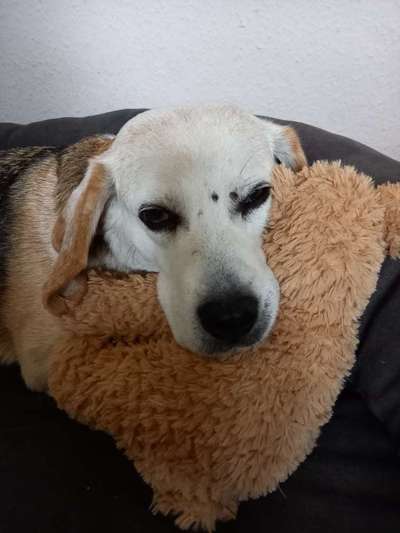 Der Lieblingsplüschi eures Vierbeiners-Beitrag-Bild