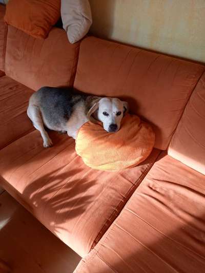 Fotochallenge Nr. 56 - geliebte Senioren-Beitrag-Bild