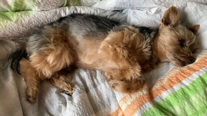 Gemeinsames Kuscheln im Bett!-Beitrag-Bild