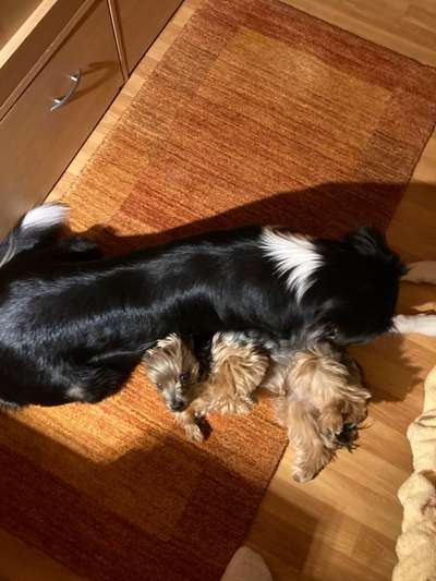 Fotochallenge liebespaare-Beitrag-Bild