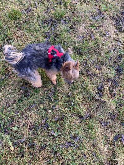 yorkshire Terrier austausch-Beitrag-Bild