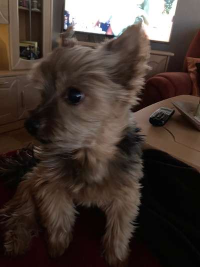 yorkshire Terrier austausch-Beitrag-Bild
