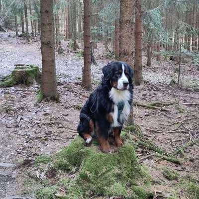 Hundetreffen-Spiel- und Gassifreunde gesucht-Bild