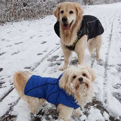 Hundetreffen-Gassirunden-Profilbild