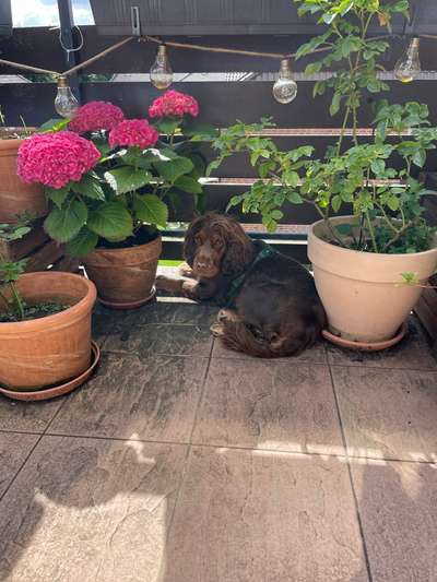 Englisch Cocker Spaniel-Beitrag-Bild