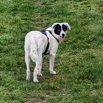 Hundetreffen-Gassirunden